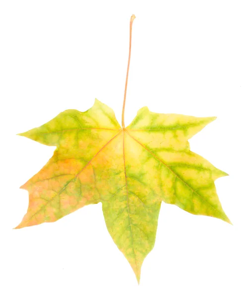 Yellow maple leaf isolated — Stock Photo, Image