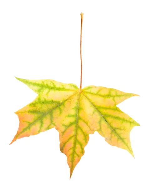 Yellow maple leaf — Stock Photo, Image