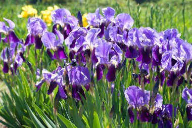 Blooming violet irises clipart