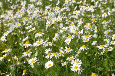 Field of wild chamomiles clipart