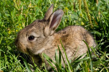 Küçük tavşan yeşil çimlerin üzerinde