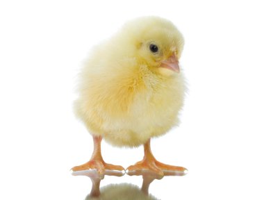 Single chick clipart