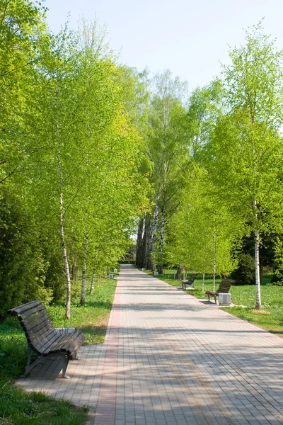 Birch bahar Parkı sokakta — Stok fotoğraf