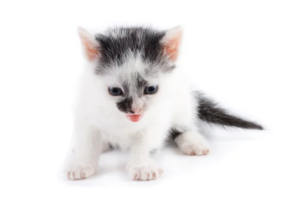 Чорно-білий кошеня прасує — стокове фото