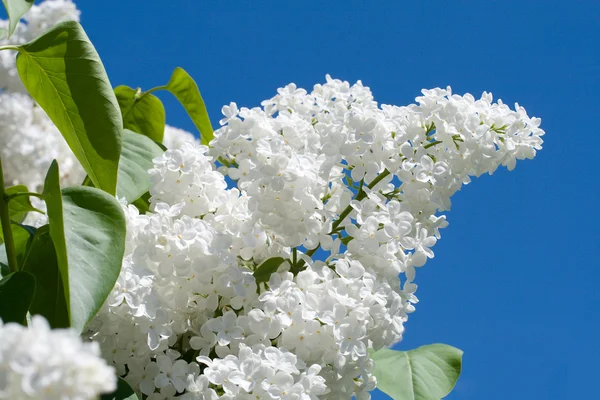 Branch of white lilac against a blue sky — Stock Photo, Image