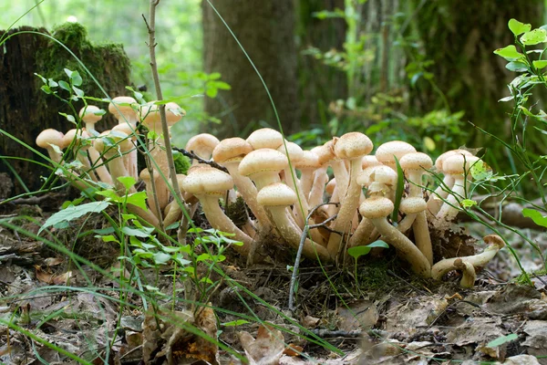 Куча медовых агарических грибов — стоковое фото