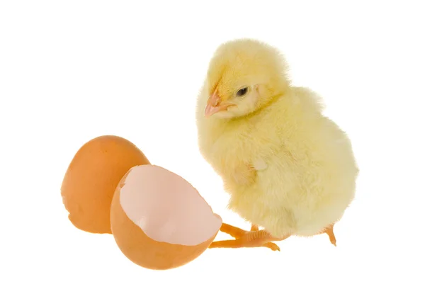 Chick in de buurt van de shell — Stockfoto