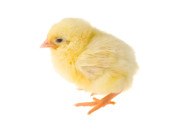 Single chick — Stock Photo, Image