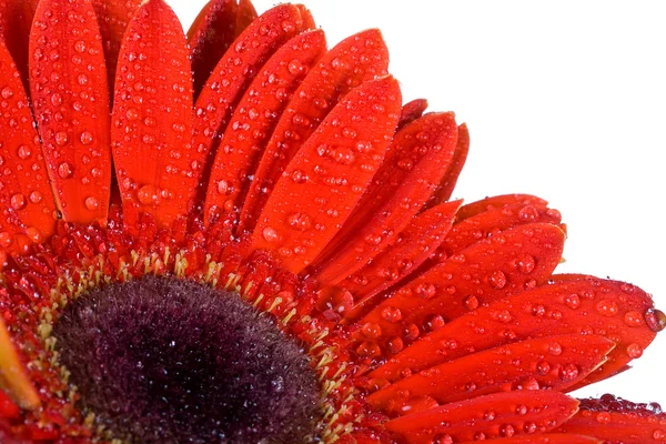 红色非洲菊的一部分水珠 — 图库照片
