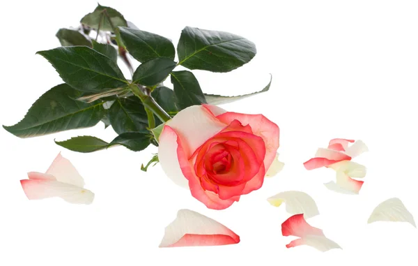 Růžová a bílá růže — Stock fotografie