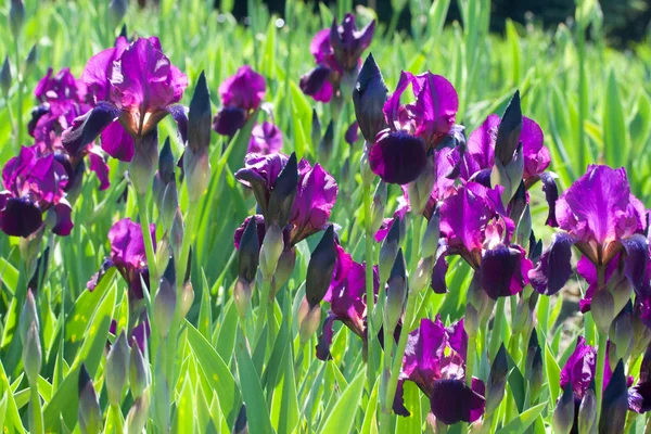 Фіолетовий ірисів — стокове фото