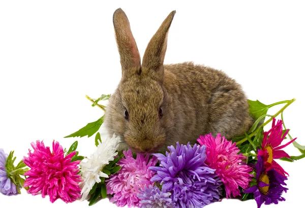 Bunny ve aster çiçekler — Stok fotoğraf
