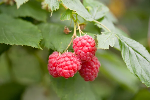 stock image Ripe raspberries branch