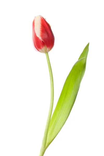 Único tulipa fechada vermelho-branco — Fotografia de Stock