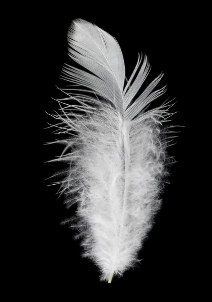 검은 배경에 있는 흰 깃털 — 스톡 사진