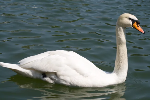 白鳥の湖の水泳 — ストック写真