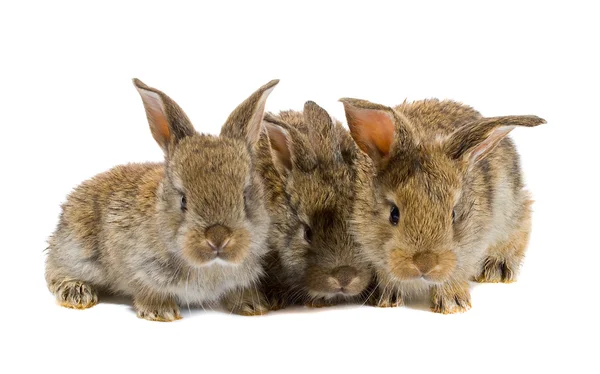 Pequenos coelhos de árvores isolados — Fotografia de Stock