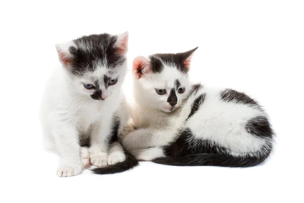 Černá a bílá koťata — Stock fotografie