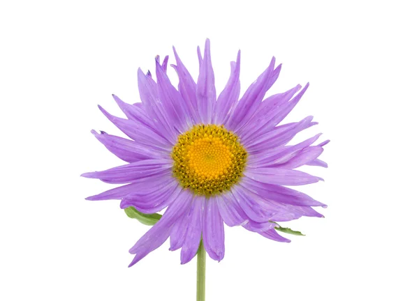 Veilchen Aster Blume Makroschuss isoliert — Stockfoto