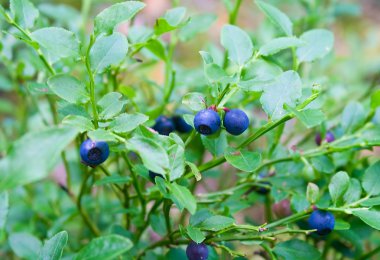 whortleberries Bush