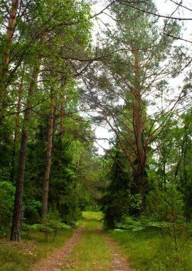 orman yolu