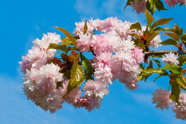 Ameixa-árvore florescente — Fotografia de Stock