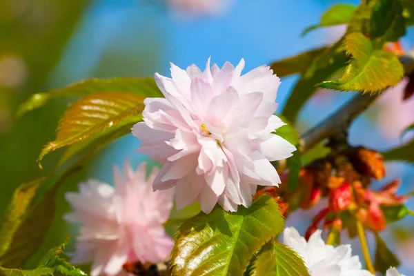 Ameixa-árvore florescente close-up — Fotografia de Stock