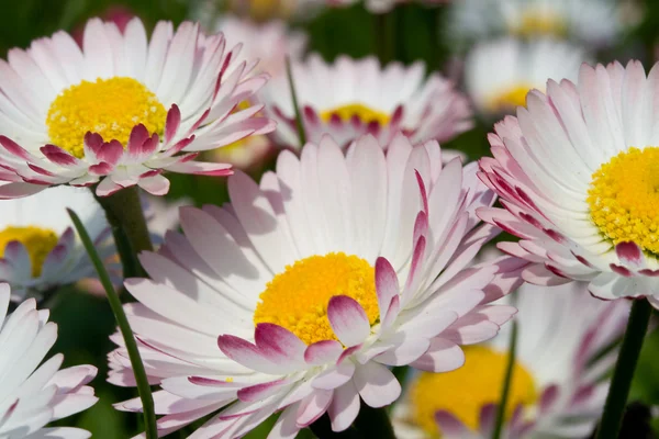 Divoké daisy květiny na jaře — Stock fotografie