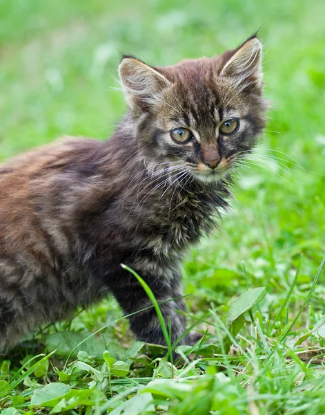 Šedé kotě proti zelené trávy — Stock fotografie