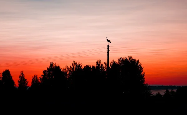 stock image Stork silhouette at dawn