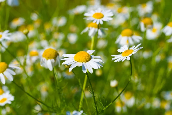 Meadow with chamomiles — Stock Photo, Image