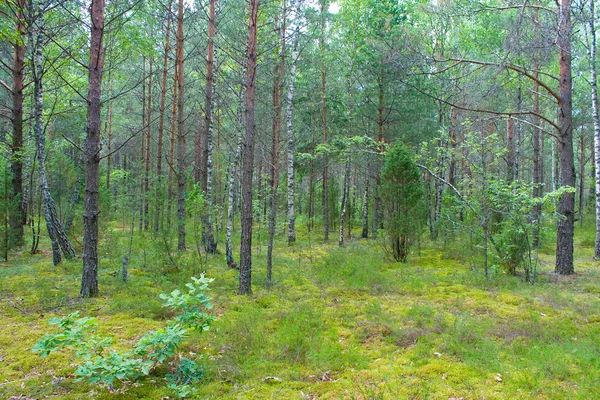 Mixed forest in summer — Stock Photo, Image