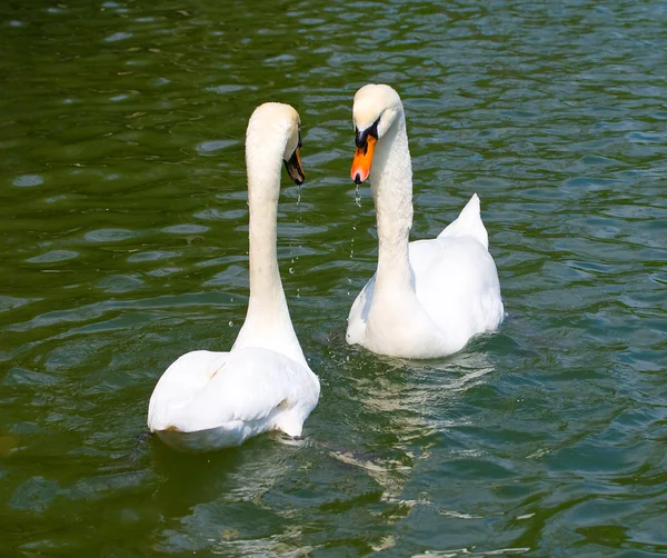 Due cigni bianchi sul lago — Foto Stock