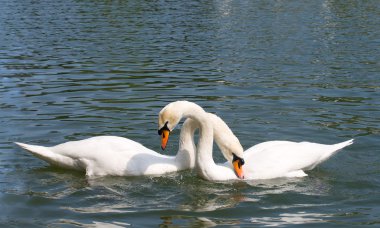 Two swans in love clipart