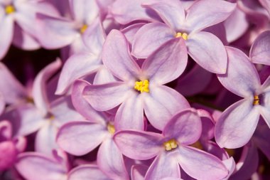 Five petals lilac flower macro clipart