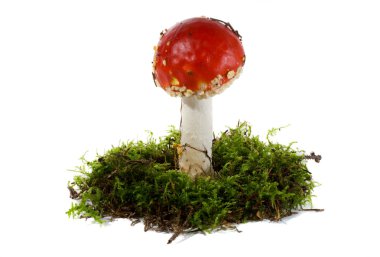 moss, sinek agaric