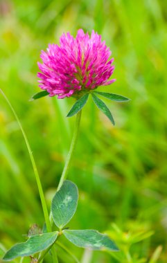 Pink clover against a green background clipart