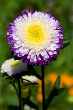 Purple-white asters on green grass clipart