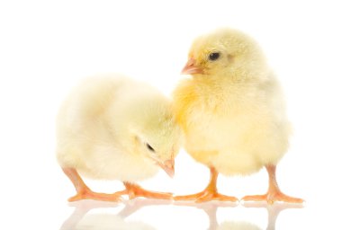 Two chicks clipart