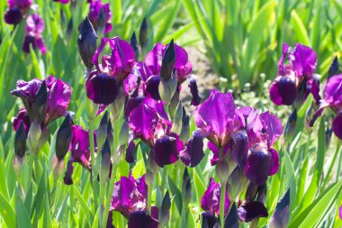 Violet irises clipart