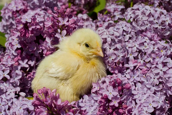 Chick in lilac flowers — Stock Photo, Image