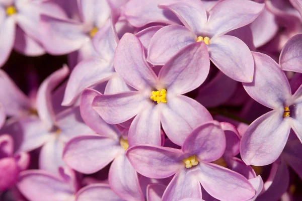 Vijf bloemblaadjes Lila bloem macro — Stockfoto