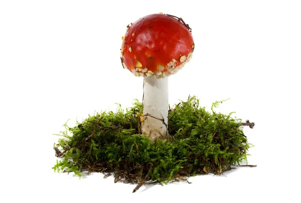 Fly agaric in moss — Stock Photo, Image