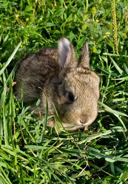 Gray rabbit into green grass — Stock Photo, Image