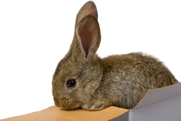 Tavşan kutudan dışarı tırmanıyor — Stok fotoğraf