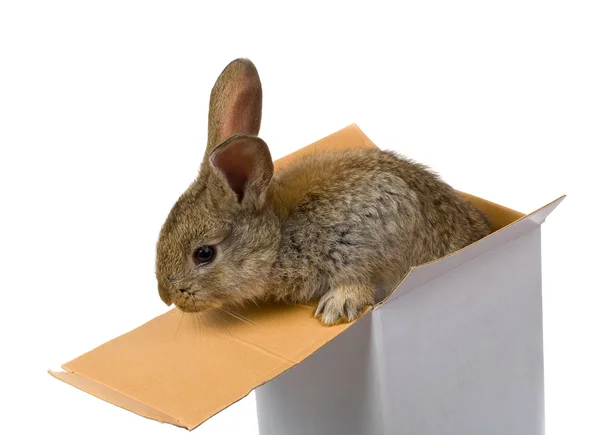Сірий кролик вилазить з коробки — стокове фото