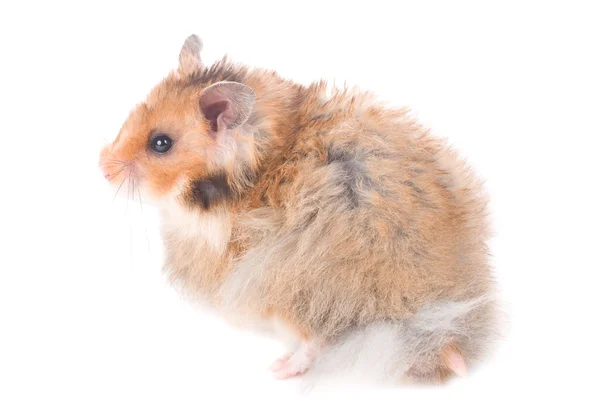 Hamster isolerade — Stockfoto