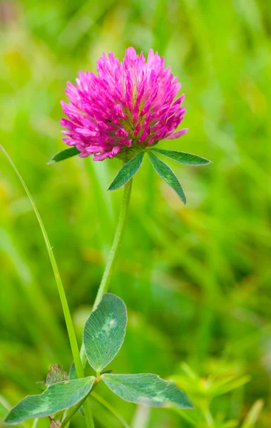 Pink clover against a green background — Stock Photo, Image