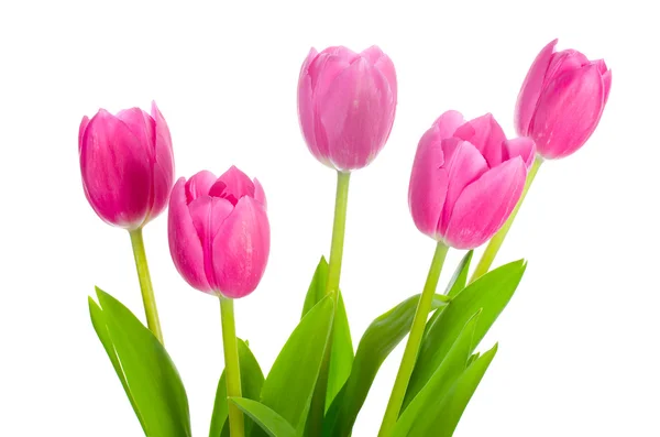 Cinque bouquet di tulipani rosa — Foto Stock