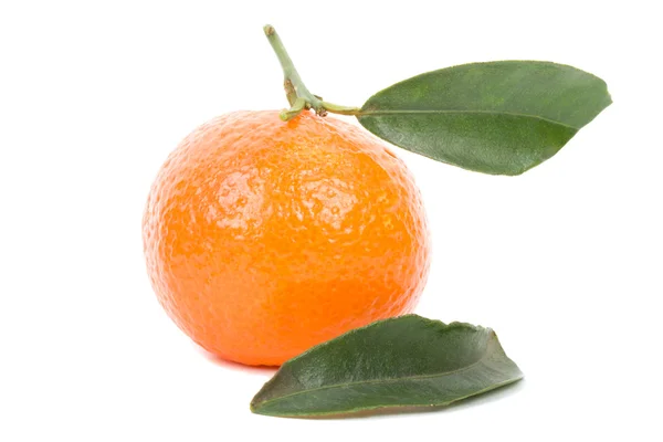Mandarino singolo con foglie — Foto Stock